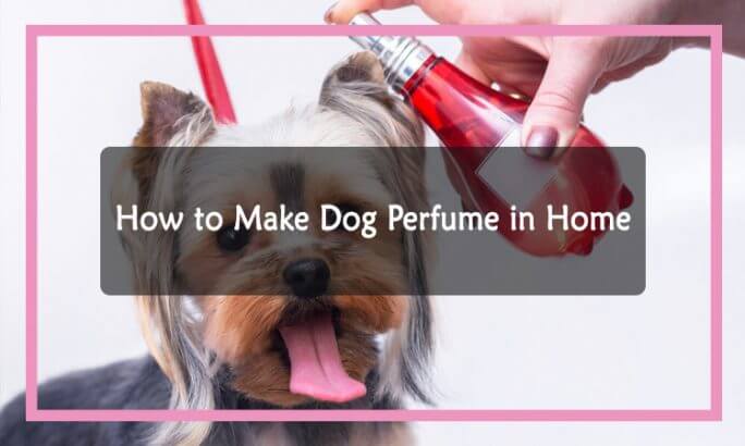 How to Make Dog Perfume in Home - Scents Event